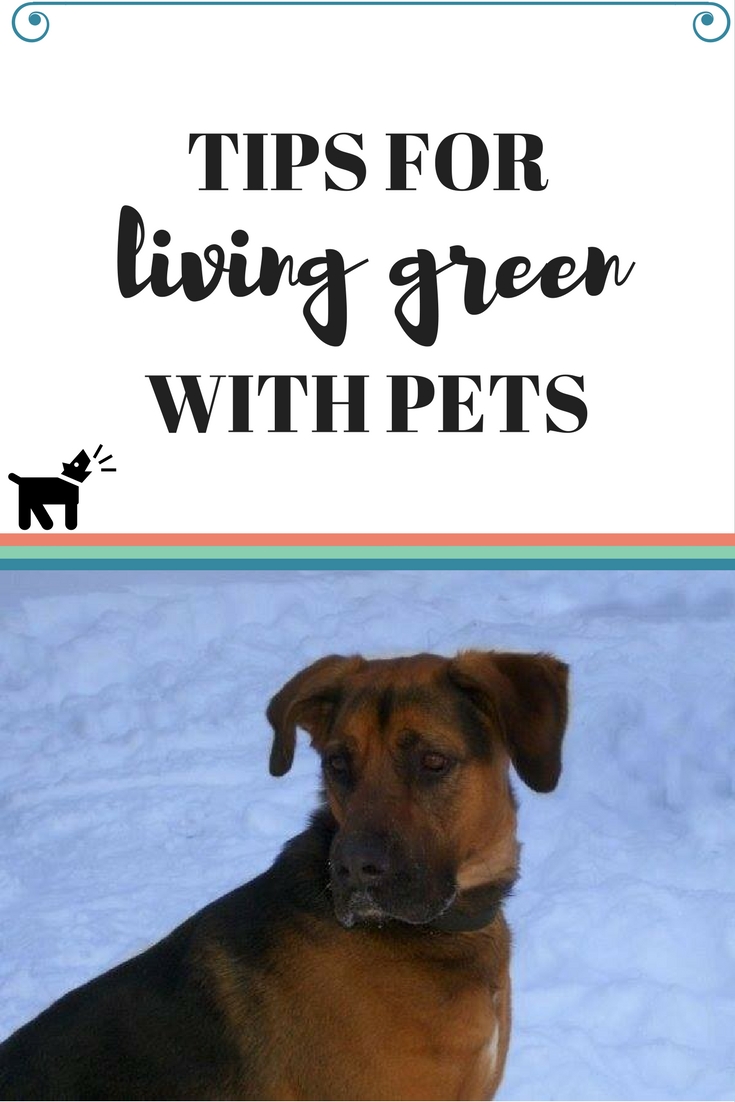 Living Green with Pets
