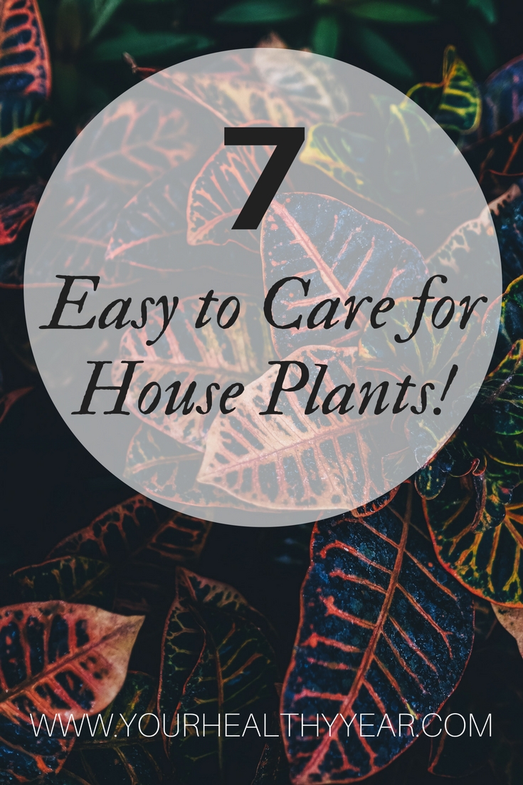 7 Amazing House Plants that are easy to care for!